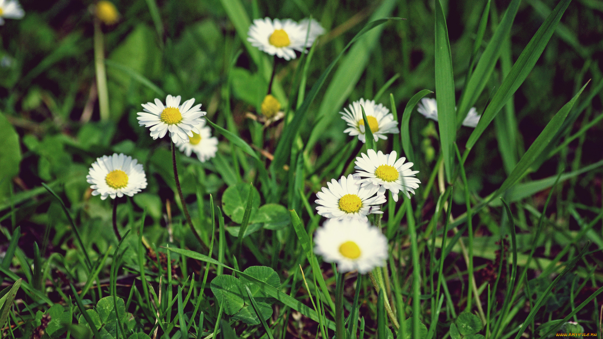 цветы, ромашки, трава, луг