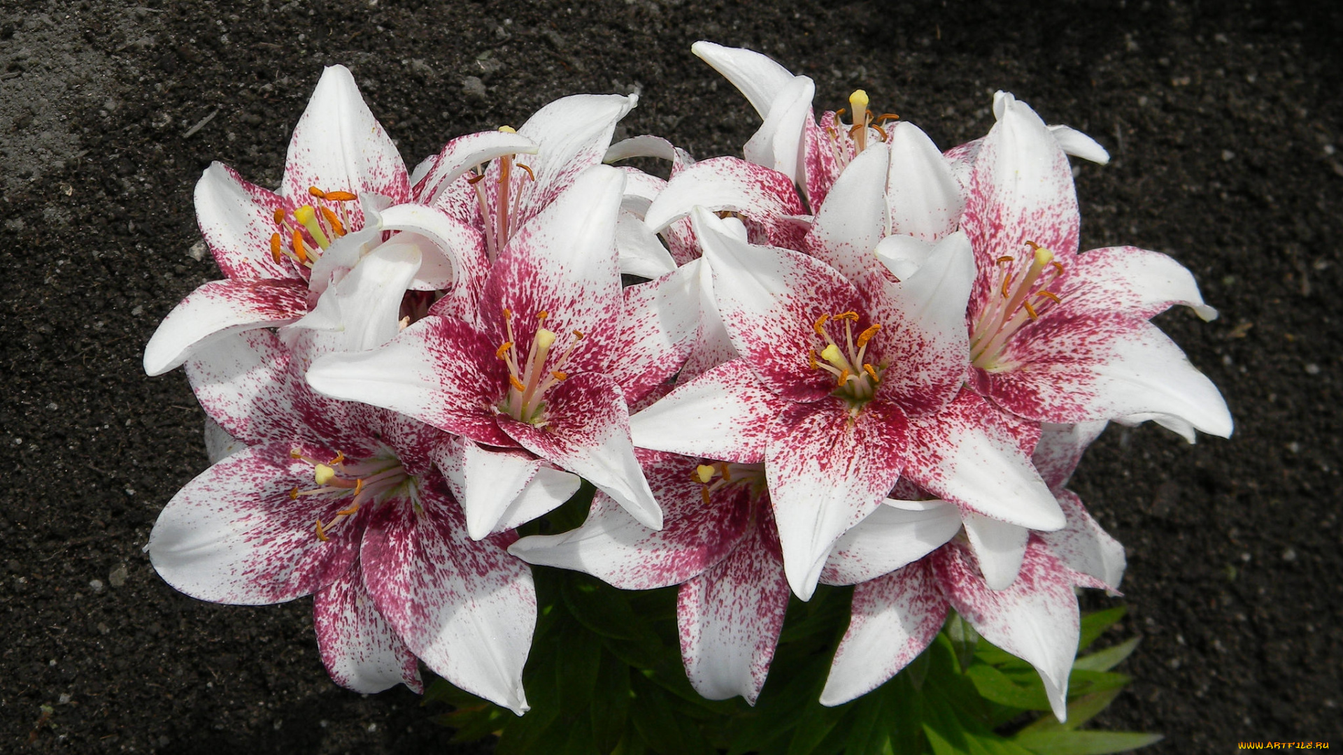 lilium, crossover, цветы, лилии, , лилейники