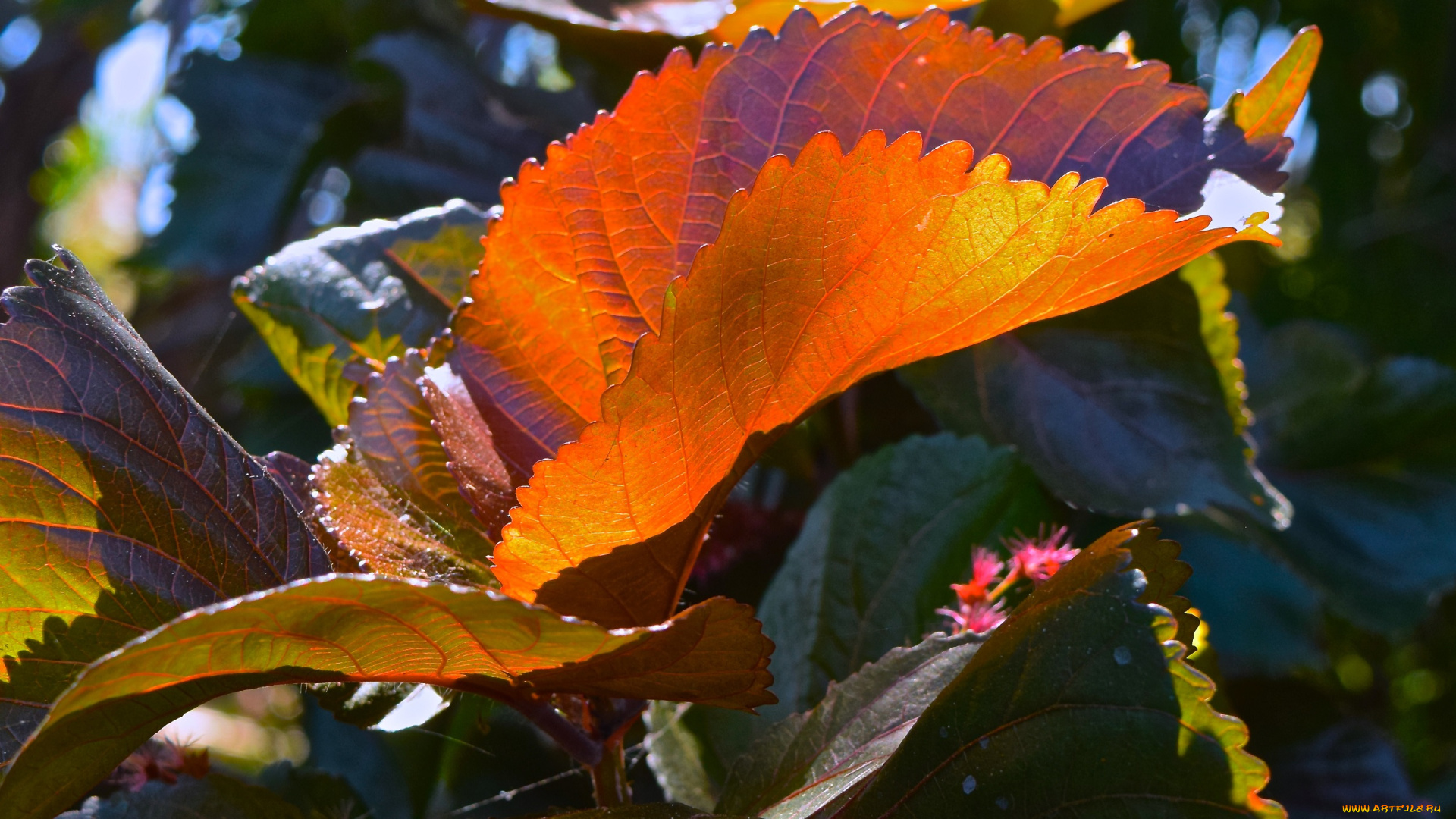 природа, листья, осень