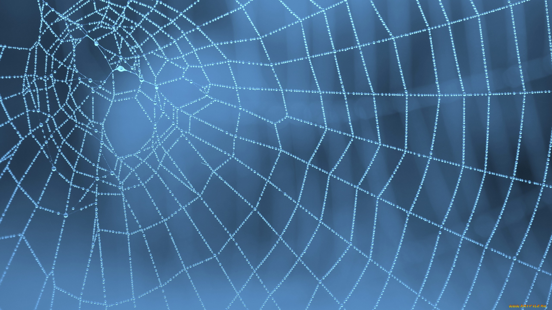 природа, макро, паутина