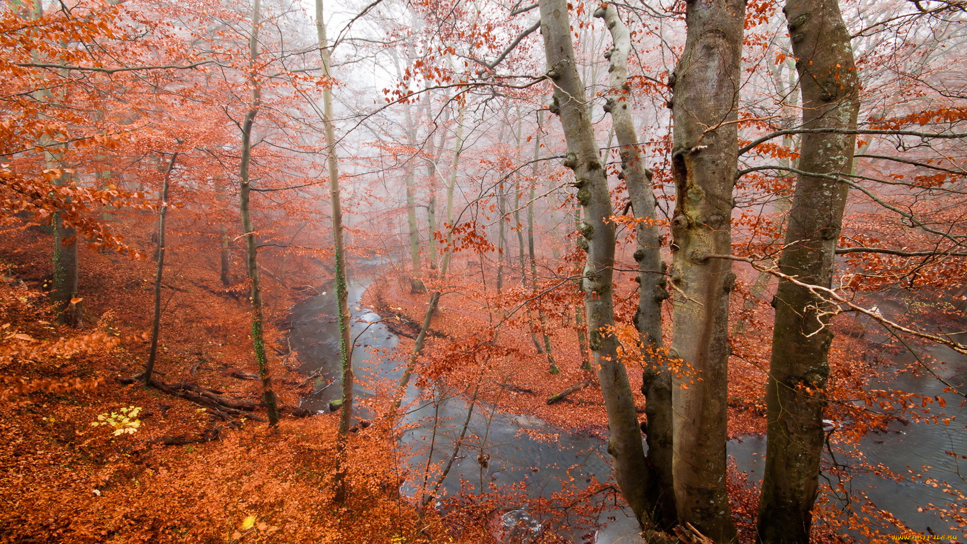 природа, реки, озера, осень, лес, река
