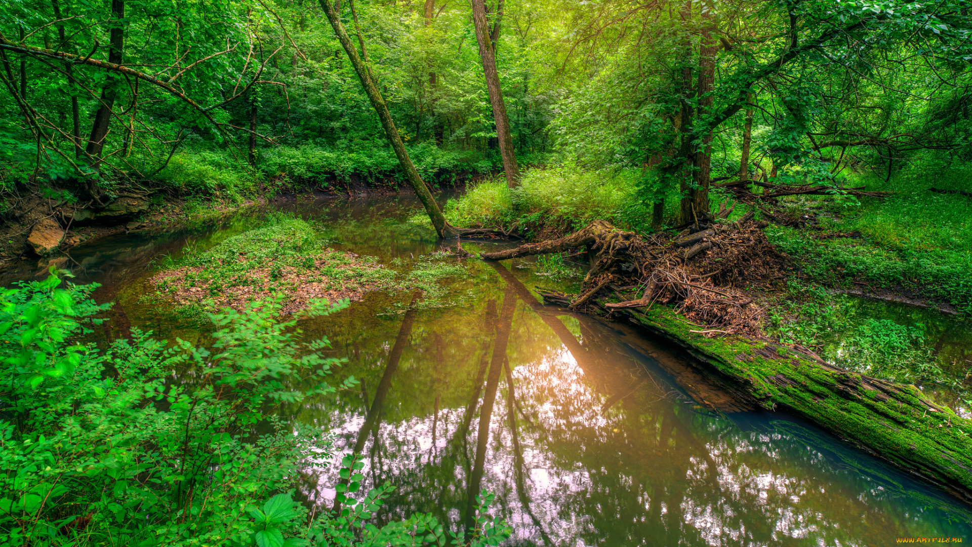 природа, реки, озера, река, лес