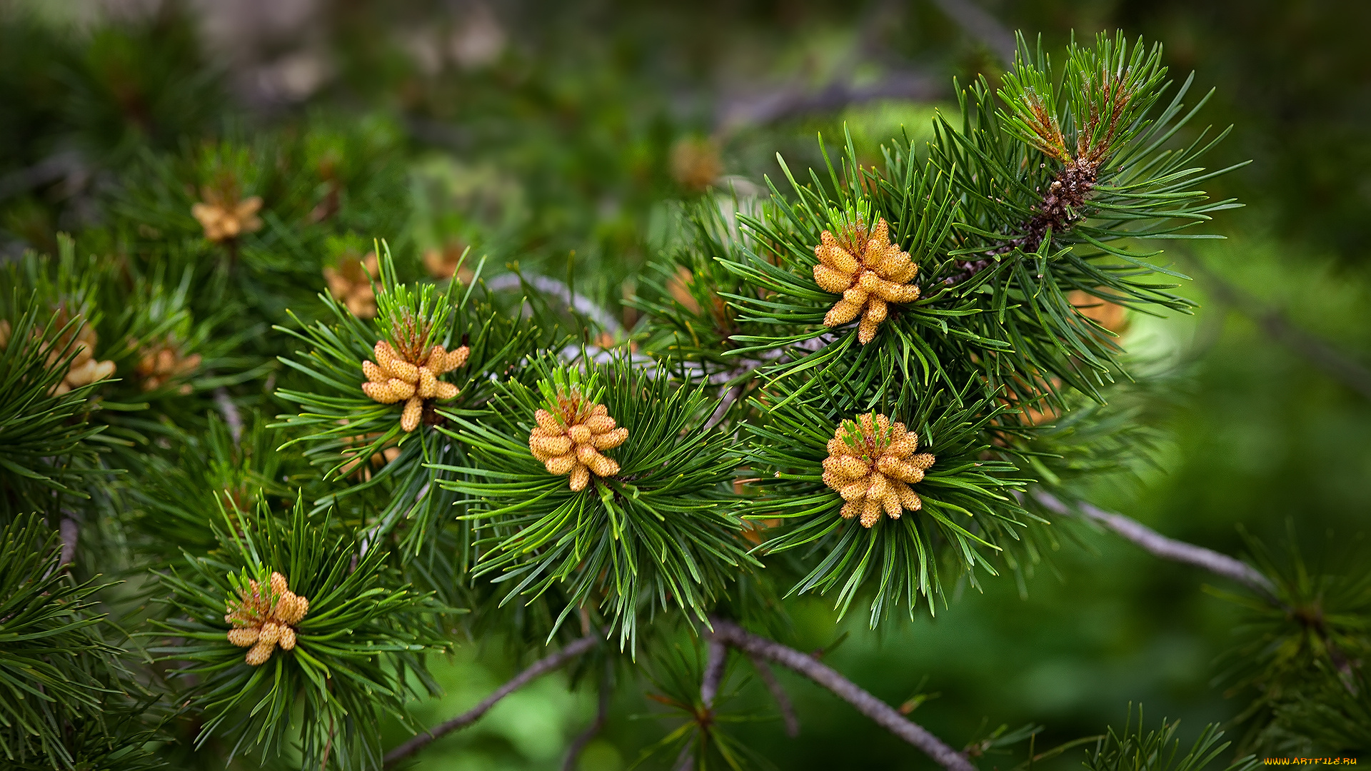 природа, шишки, , жёлуди, , каштаны, хвоя, ветка