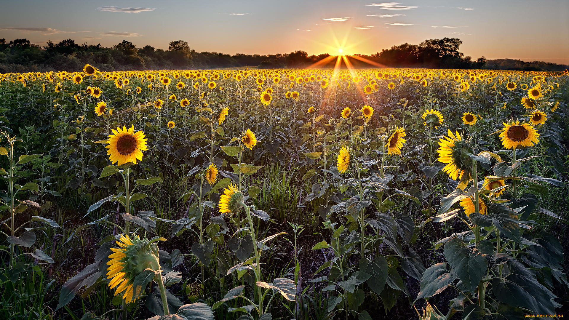 природа, восходы, закаты, рассвет, подсолнухи, поле