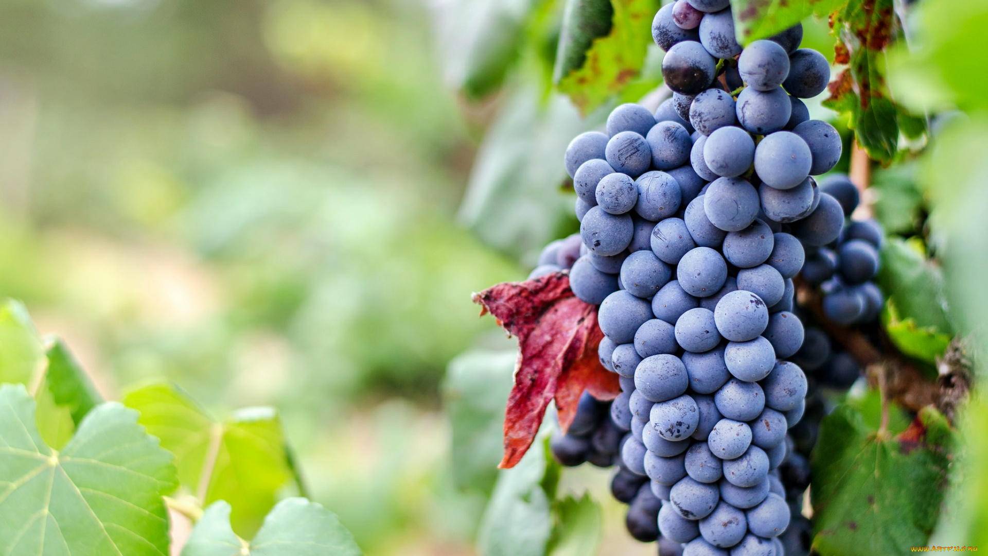 природа, Ягоды, , виноград, лоза