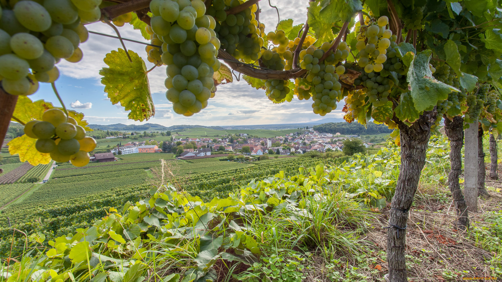 природа, Ягоды, , виноград, лоза