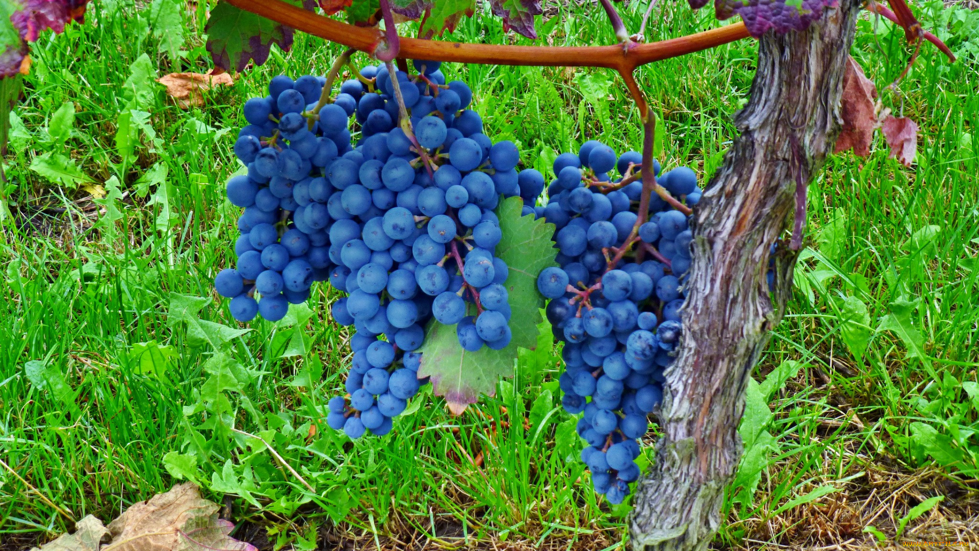 природа, Ягоды, , виноград, лоза