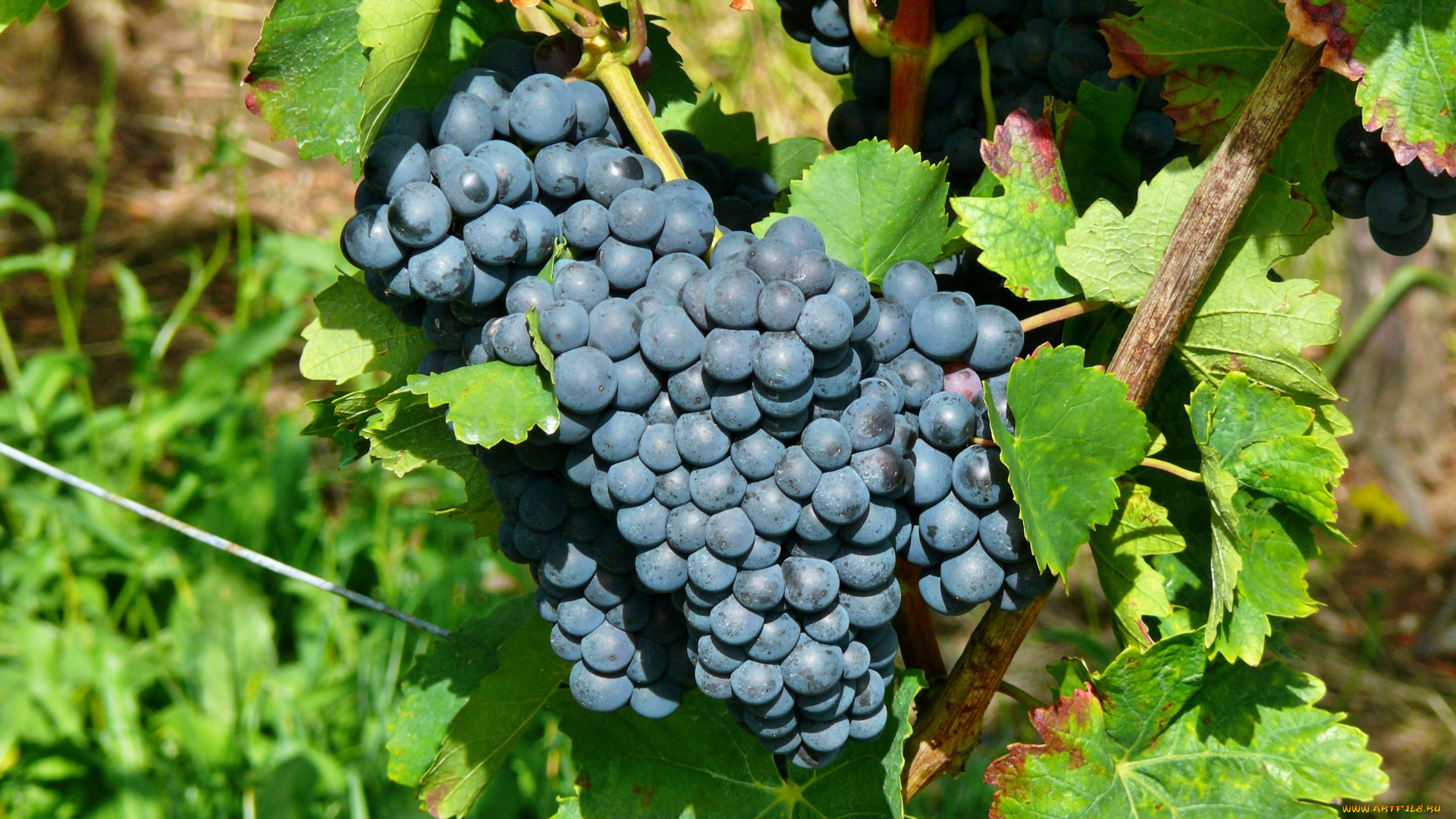 природа, Ягоды, , виноград, лоза