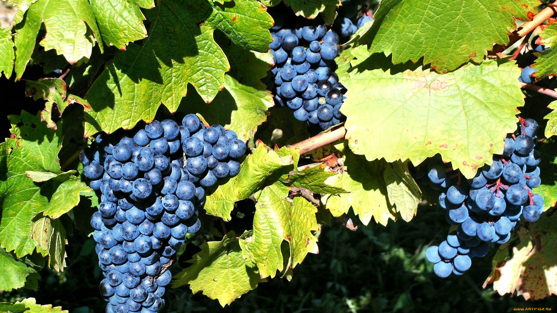 природа, Ягоды, , виноград, лоза