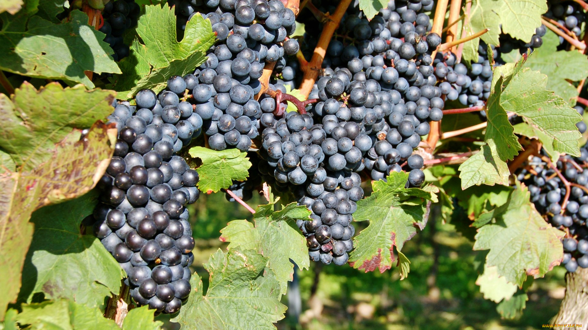 природа, Ягоды, , виноград, лоза
