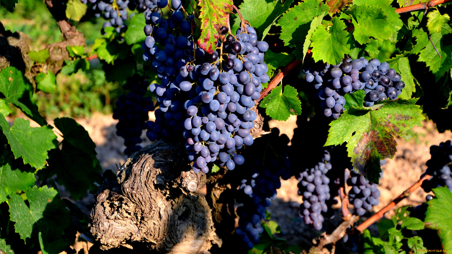природа, Ягоды, , виноград, лоза