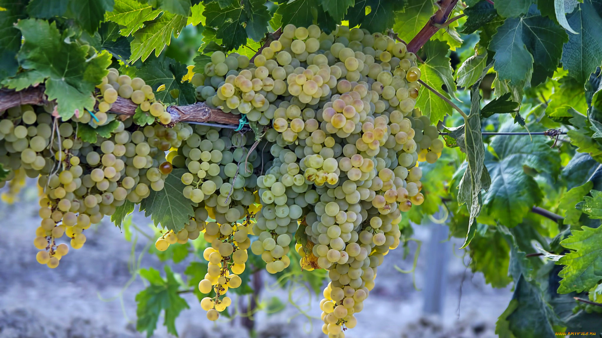 природа, Ягоды, , виноград, лоза