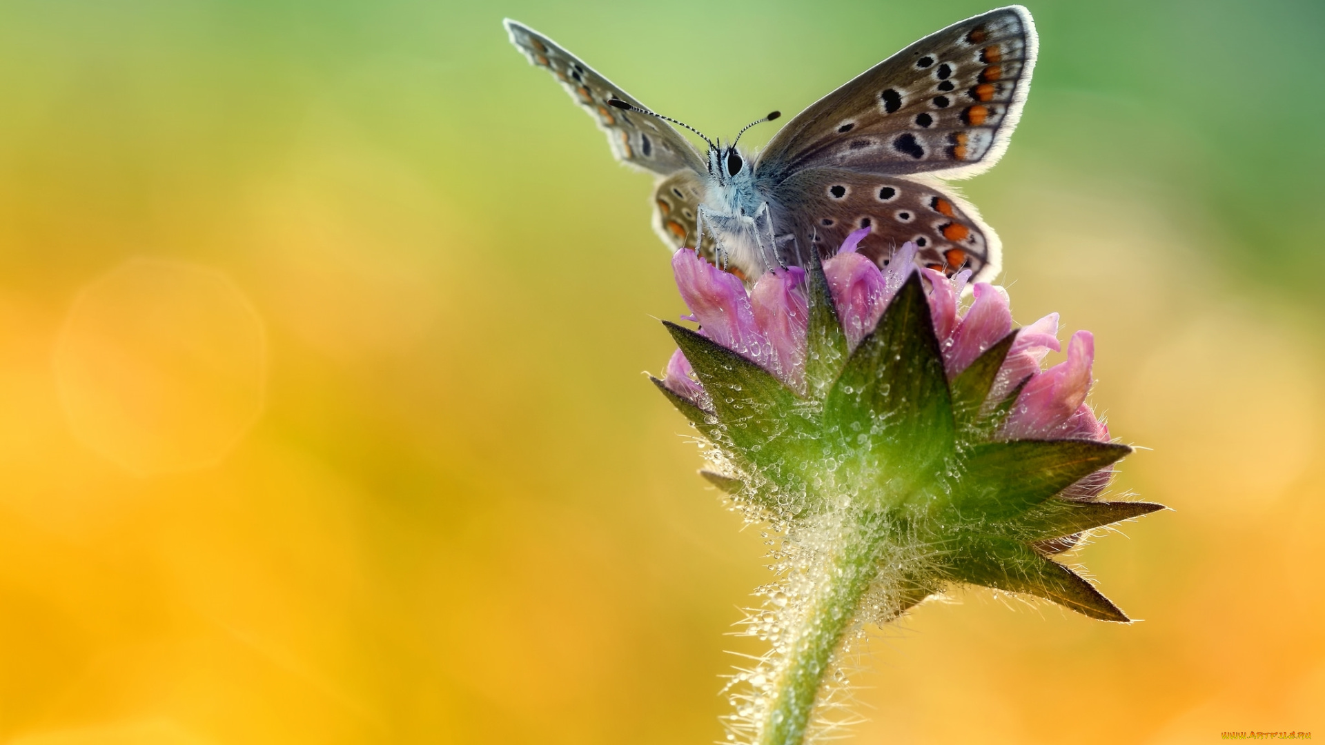 животные, бабочки, , мотыльки, , моли, крылья, макро, цветок, бабочка, насекомое