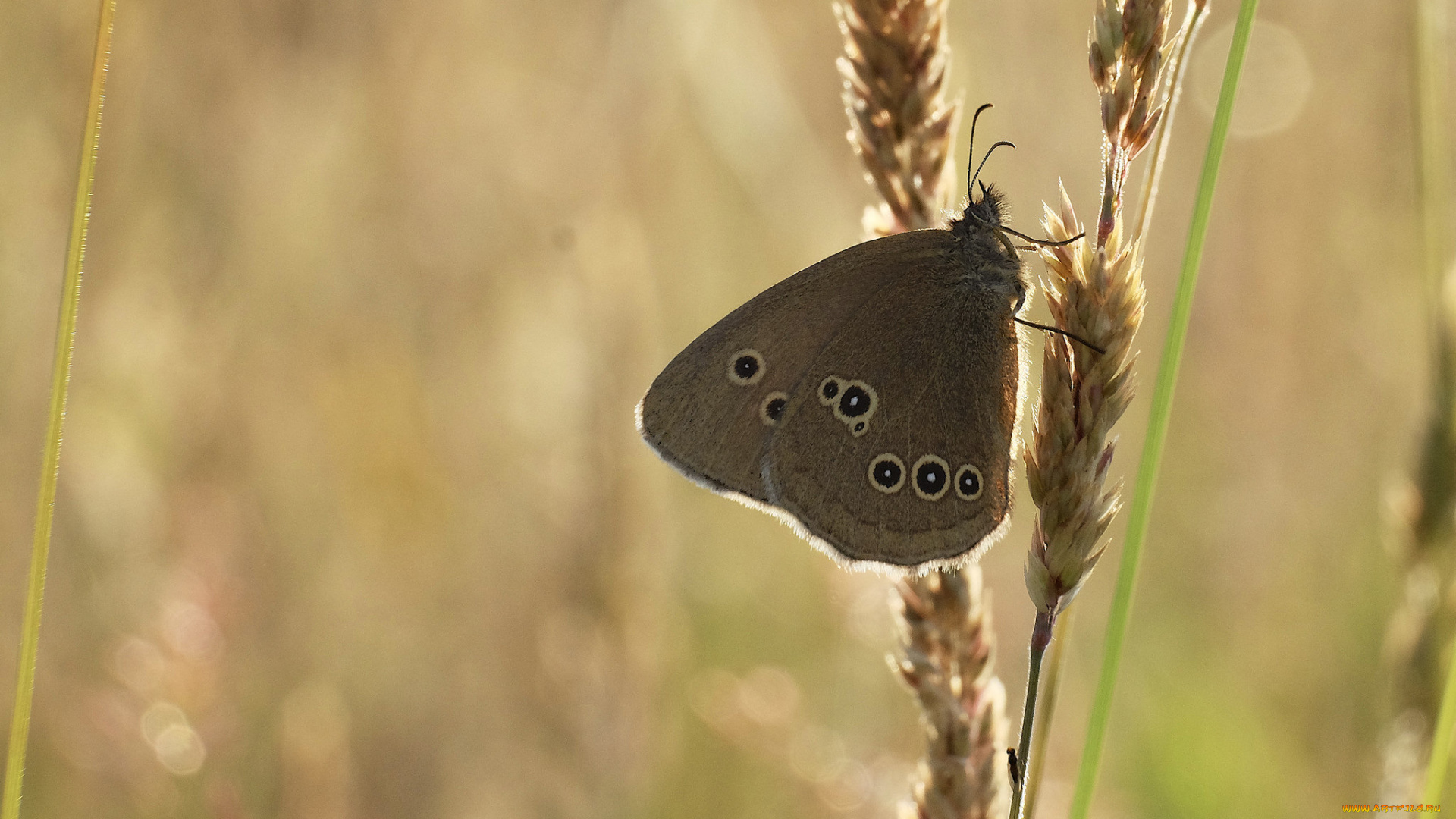 животные, бабочки, , мотыльки, , моли, крылья, бабочка, макро, усики