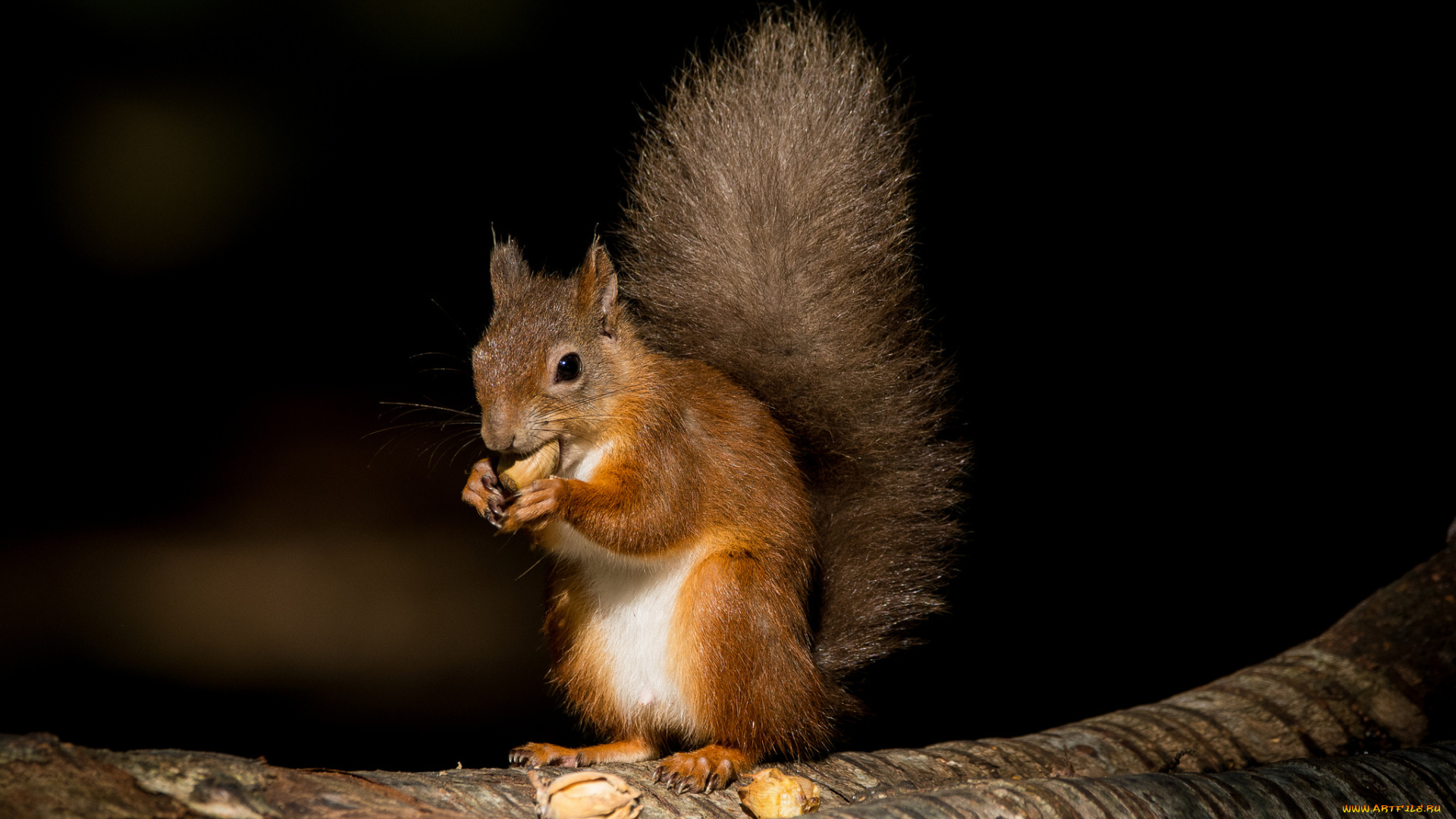 животные, белки, белочка