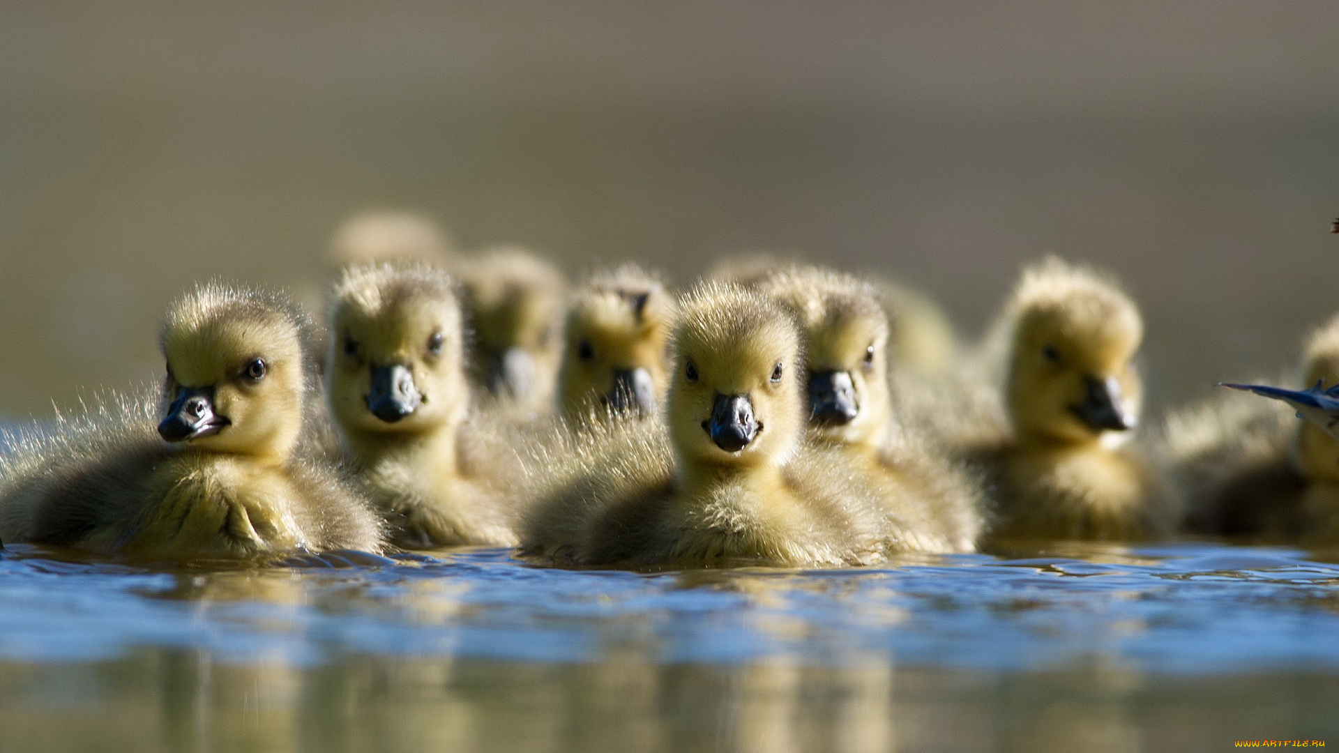 животные, гуси, вода, гусята, природа