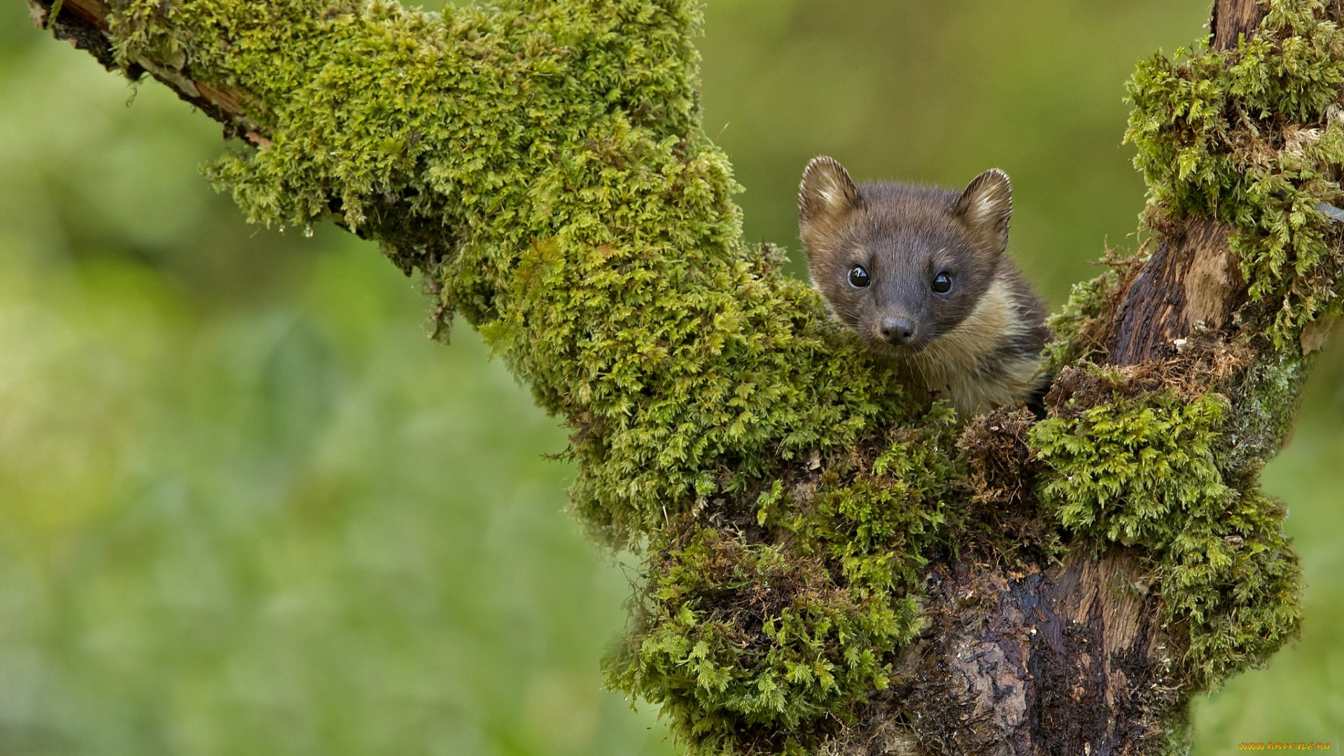 животные, хорьки, , куницы, , горностаи, , ласки, , соболи, куница, деревья, мох, мордочка, зверек