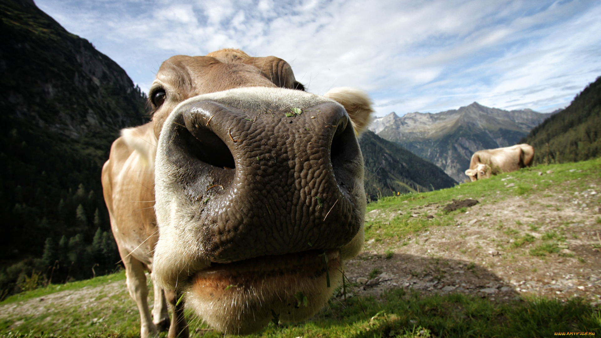 животные, коровы, , буйволы, мося