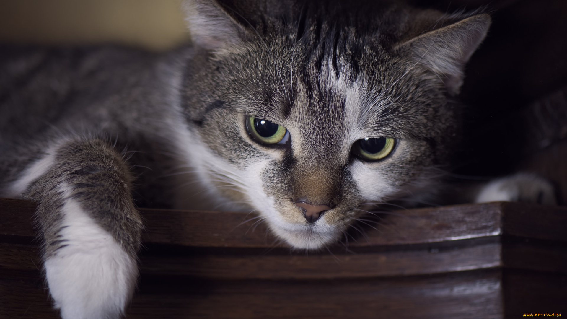 животные, коты, кот, глаза, взгляд, лапка
