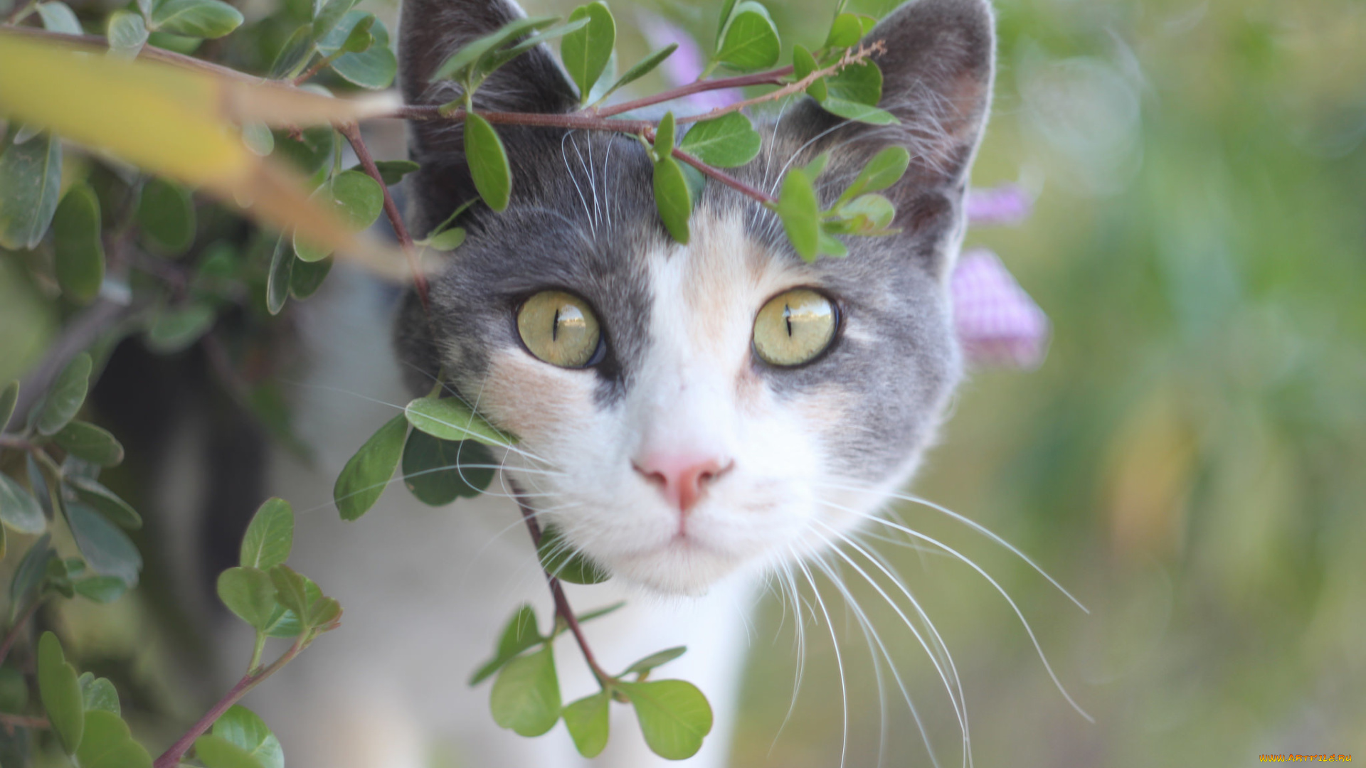 животные, коты, кот, глаза, взгляд, лето