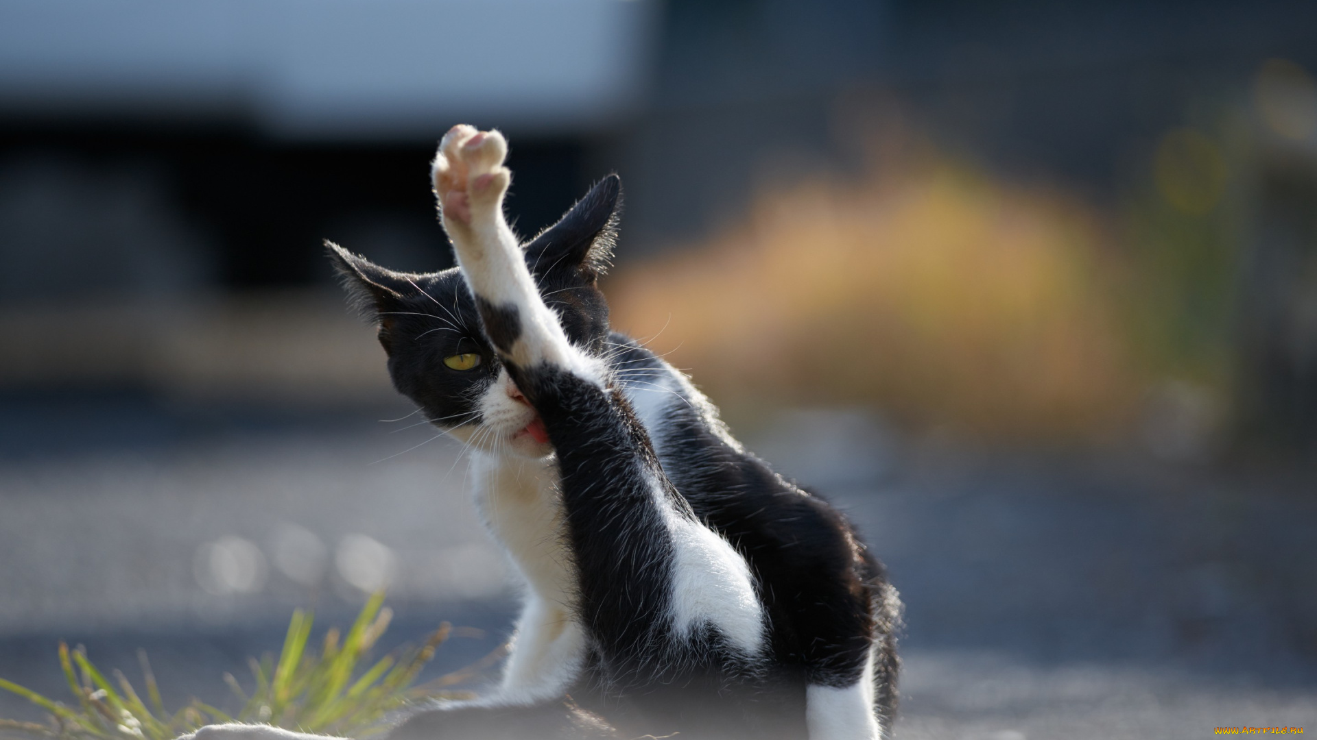 животные, коты, кот, кошак, котяра, лапка