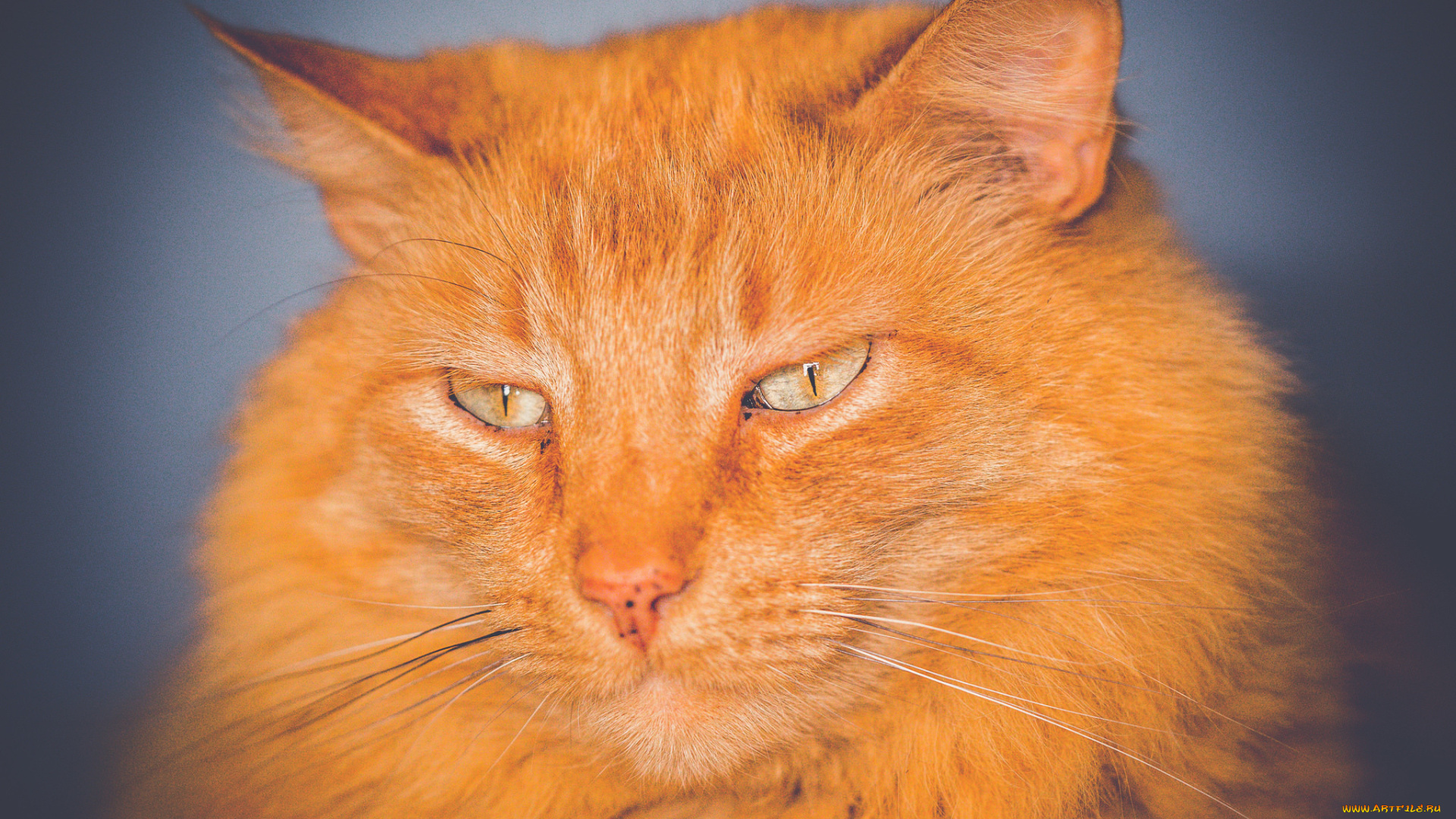 животные, коты, кот, кошка, глаза, взгляд