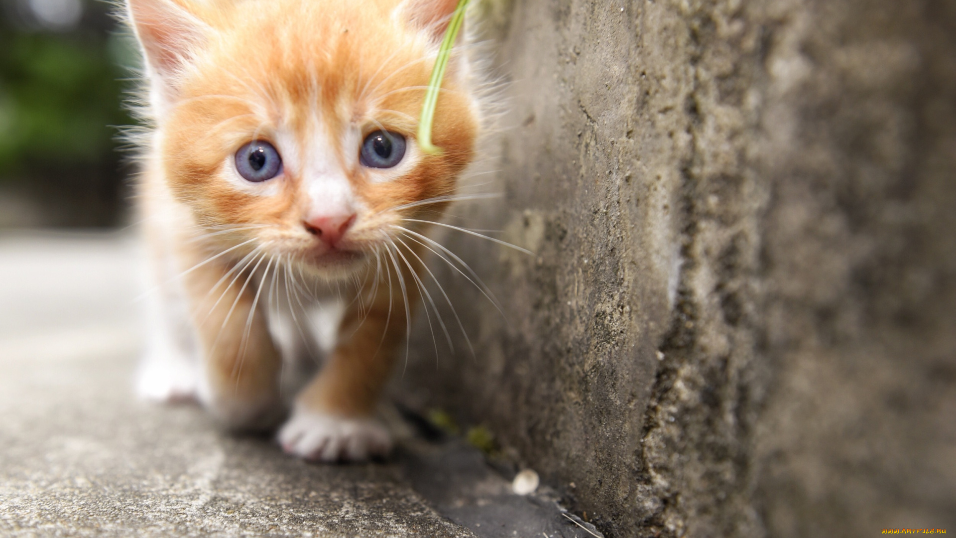 животные, коты, взгляд, малыш, мордочка, котёнок