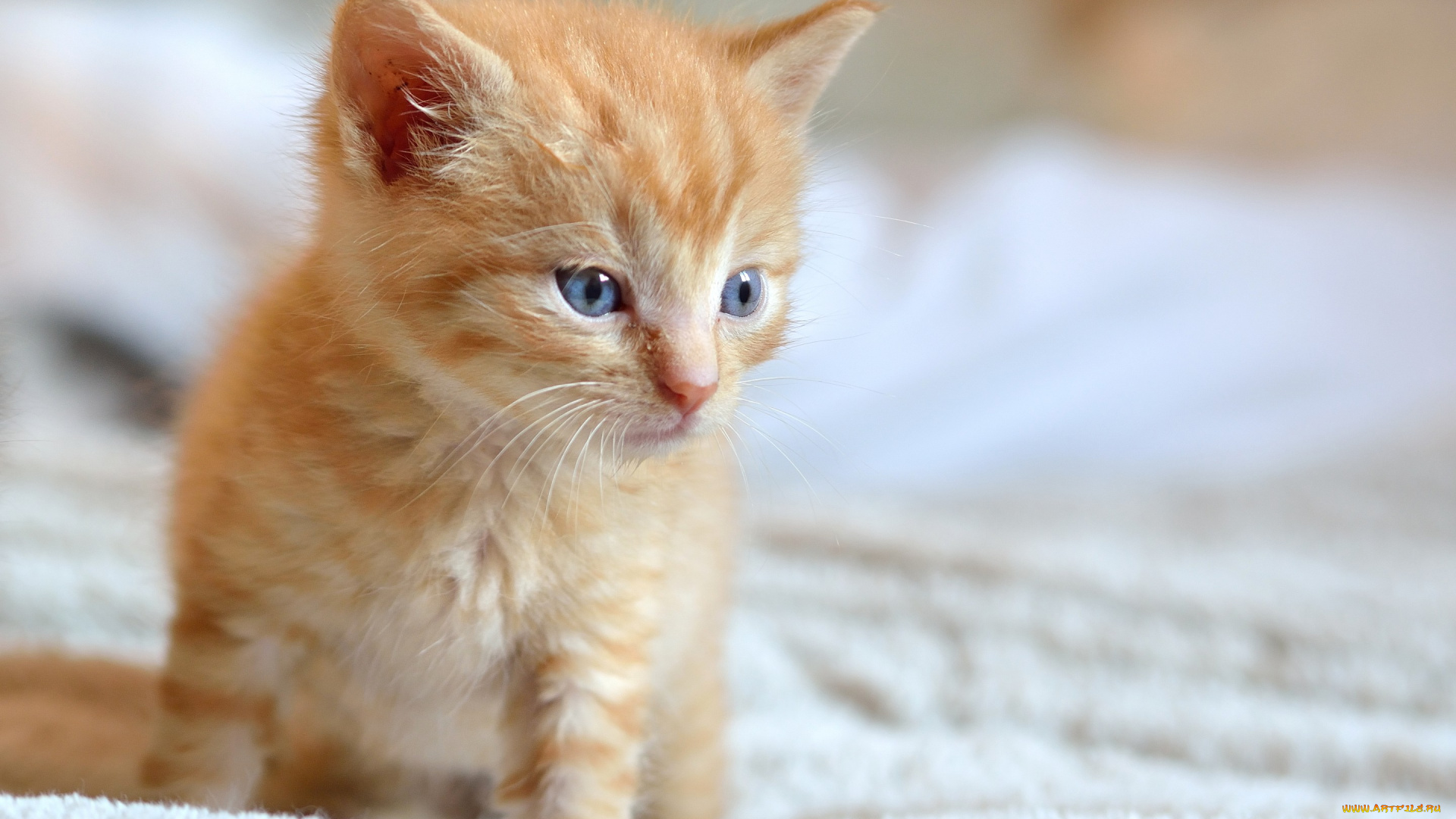 животные, коты, взгляд, малыш, мордочка, рыжий, котёнок