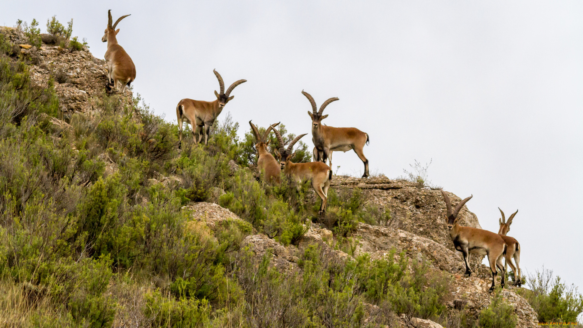 животные, козы, козлы, склон, гора