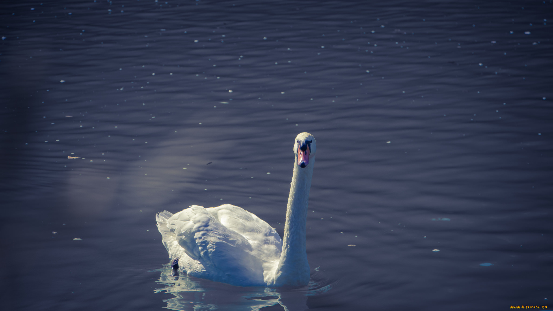животные, лебеди, лебедь, водная, гладь, озеро