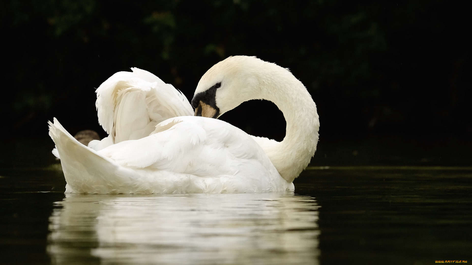 животные, лебеди, озеро, лето, лебедь