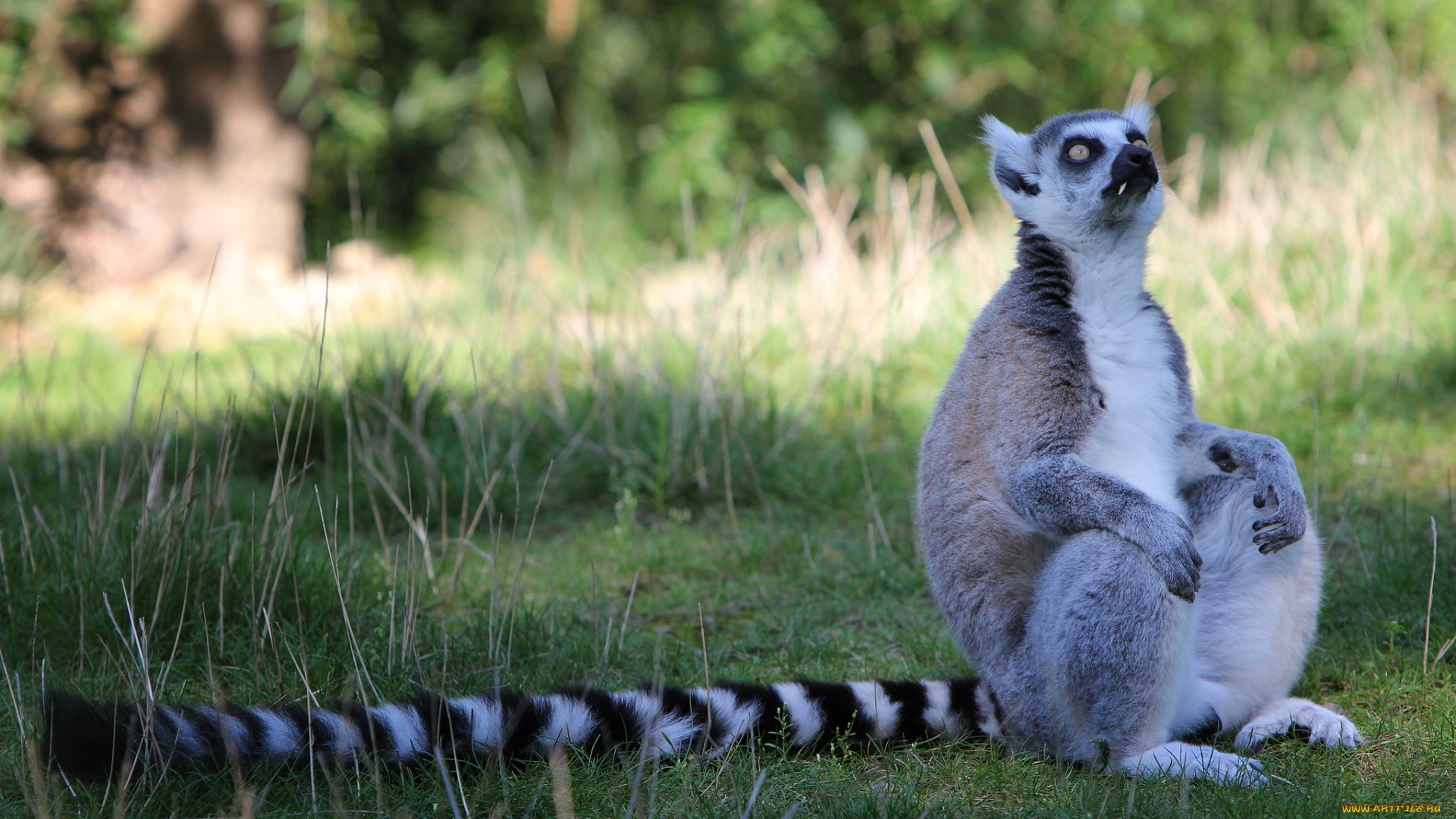 животные, лемуры, лемур