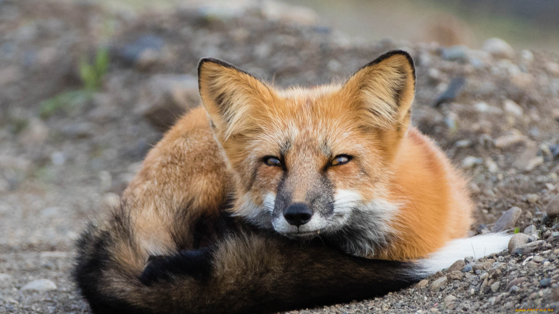 животные, лисы, лис