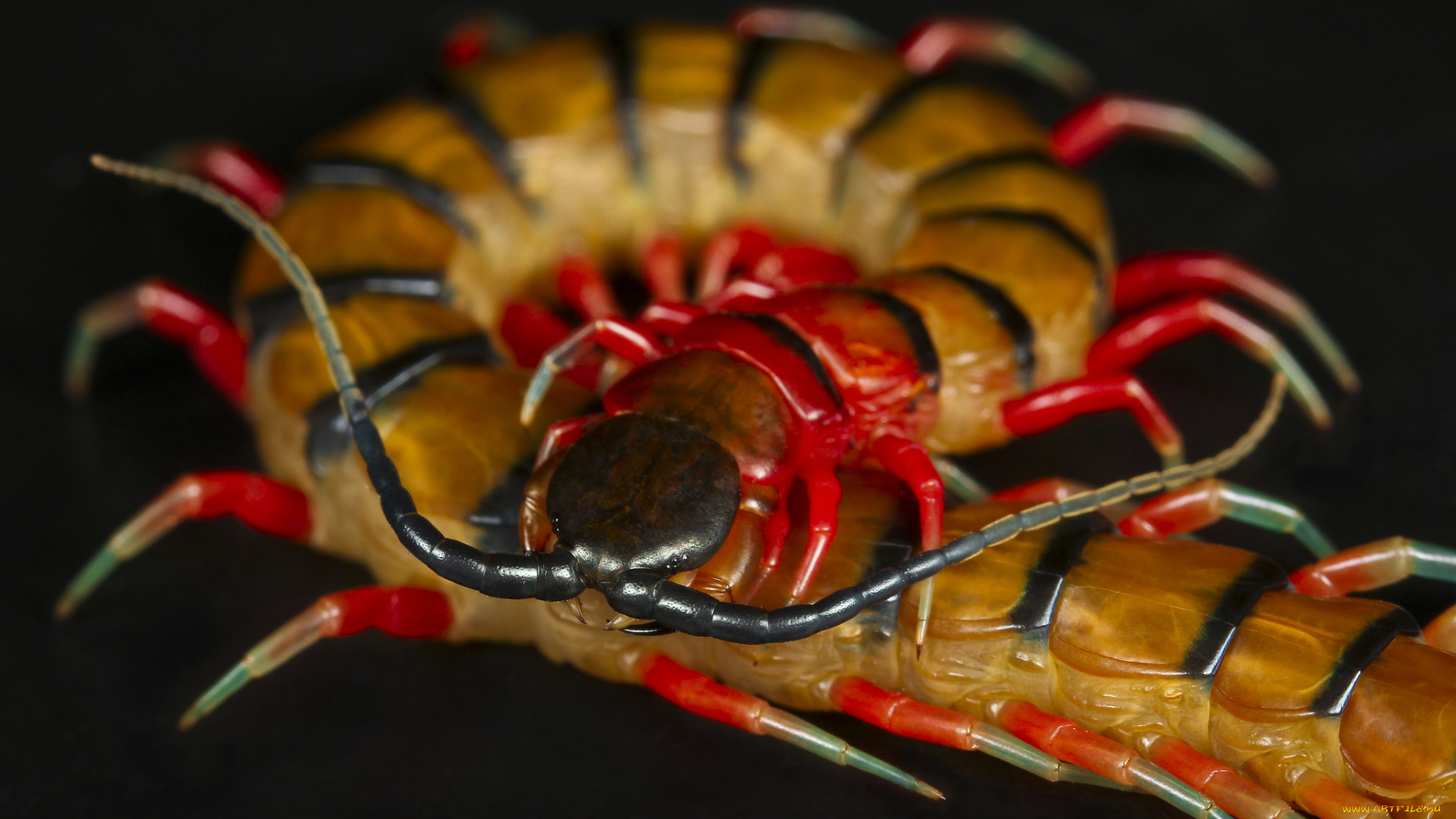 животные, насекомые, сороконожка, фон