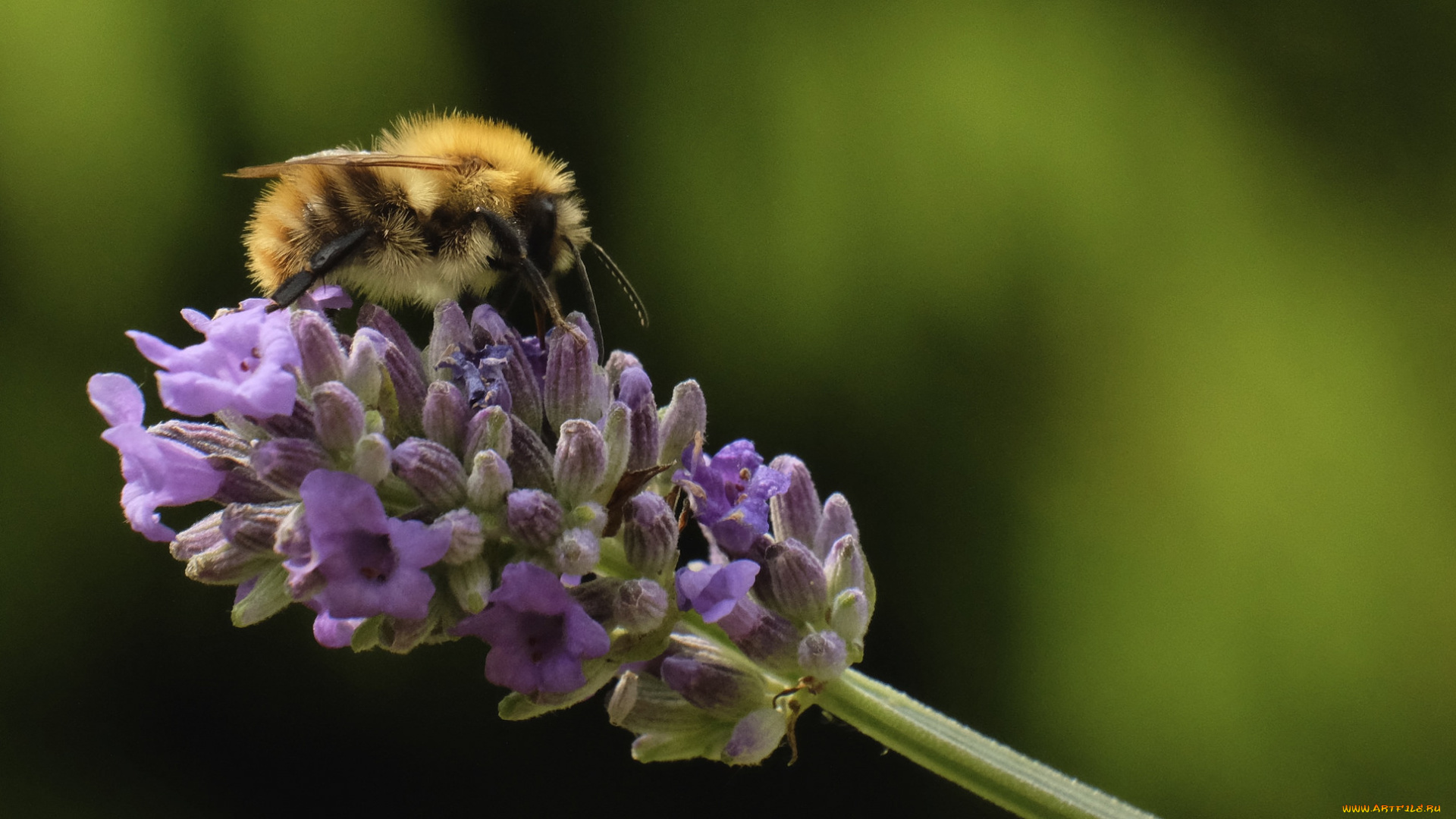 животные, пчелы, , осы, , шмели, шмель, цветы, насекомое, утро, фон, макро