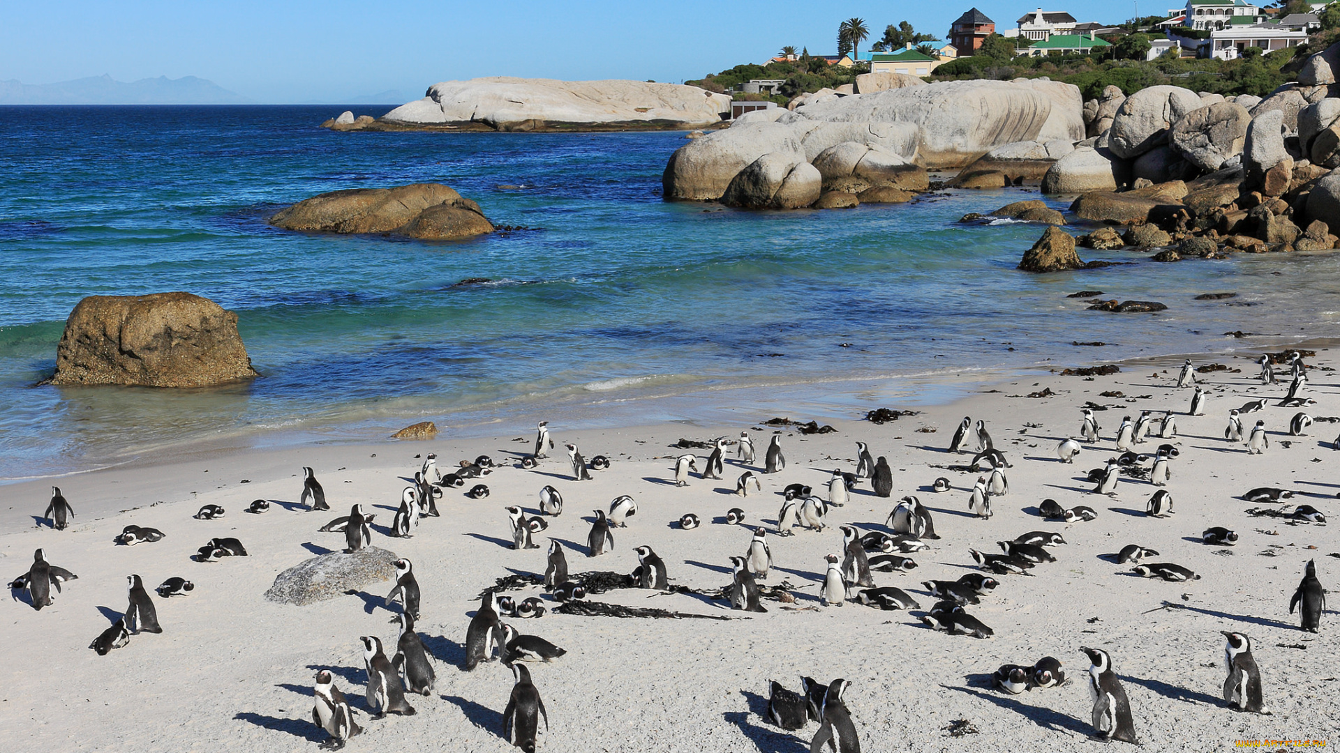 животные, пингвины, побережье, море, берег