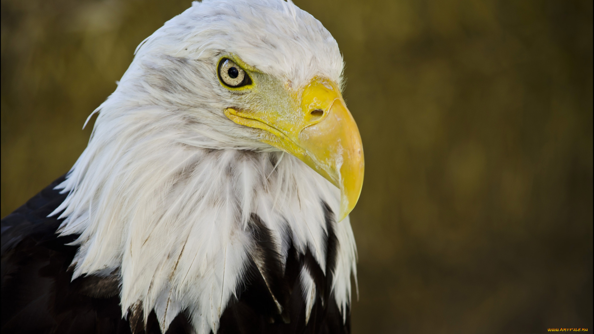 животные, птицы, -, хищники, орёл