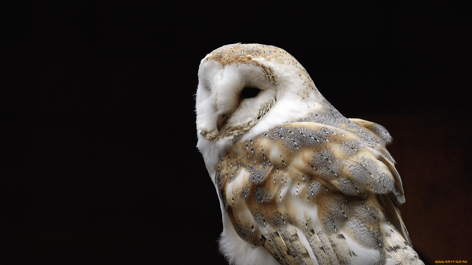 животные, совы, чёрный, фон, сова