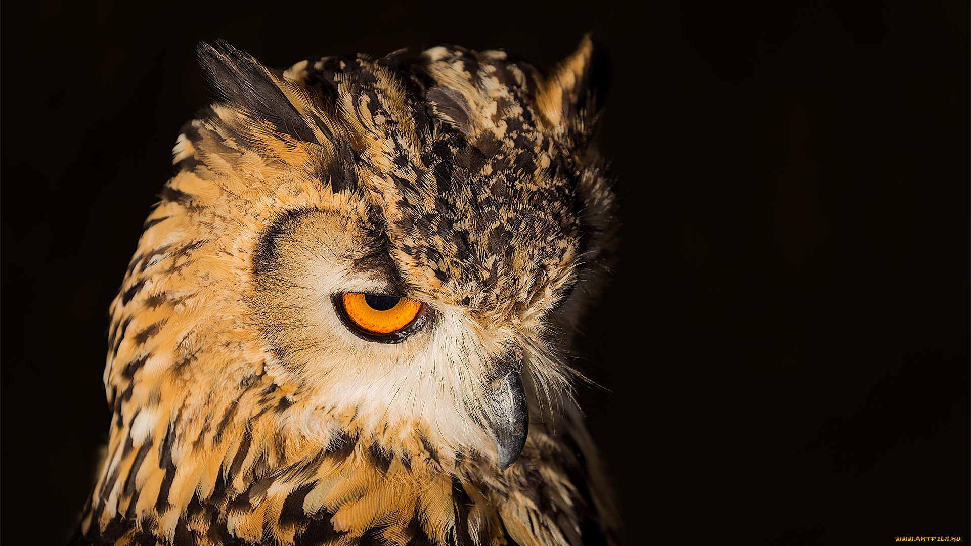 животные, совы, сова, чёрный, фон