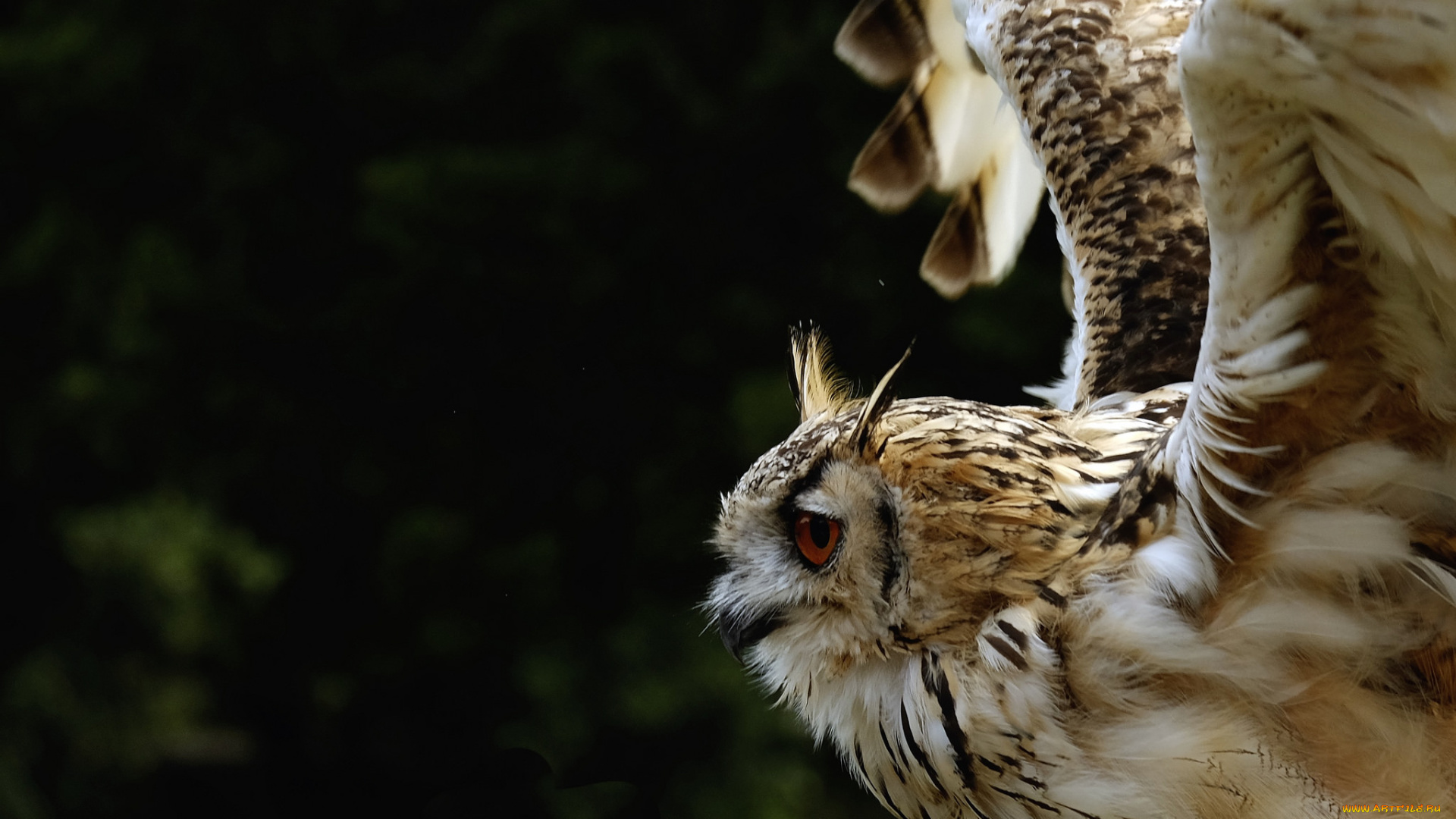 животные, совы, сова, чёрный, фон