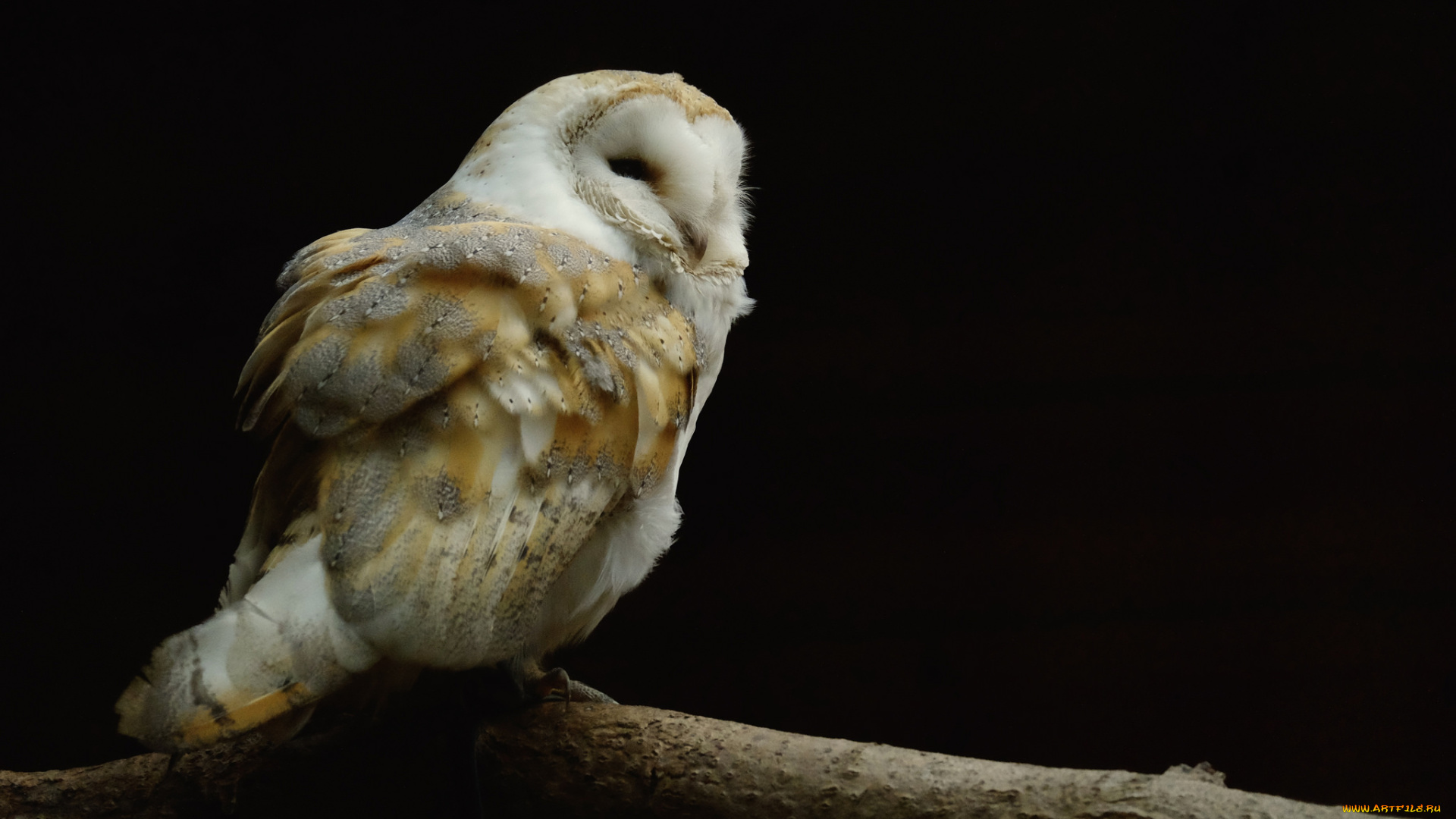 животные, совы, сова, фон, чёрный