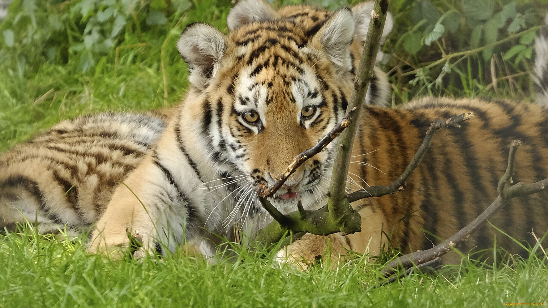 животные, тигры, трава, тигрёнок