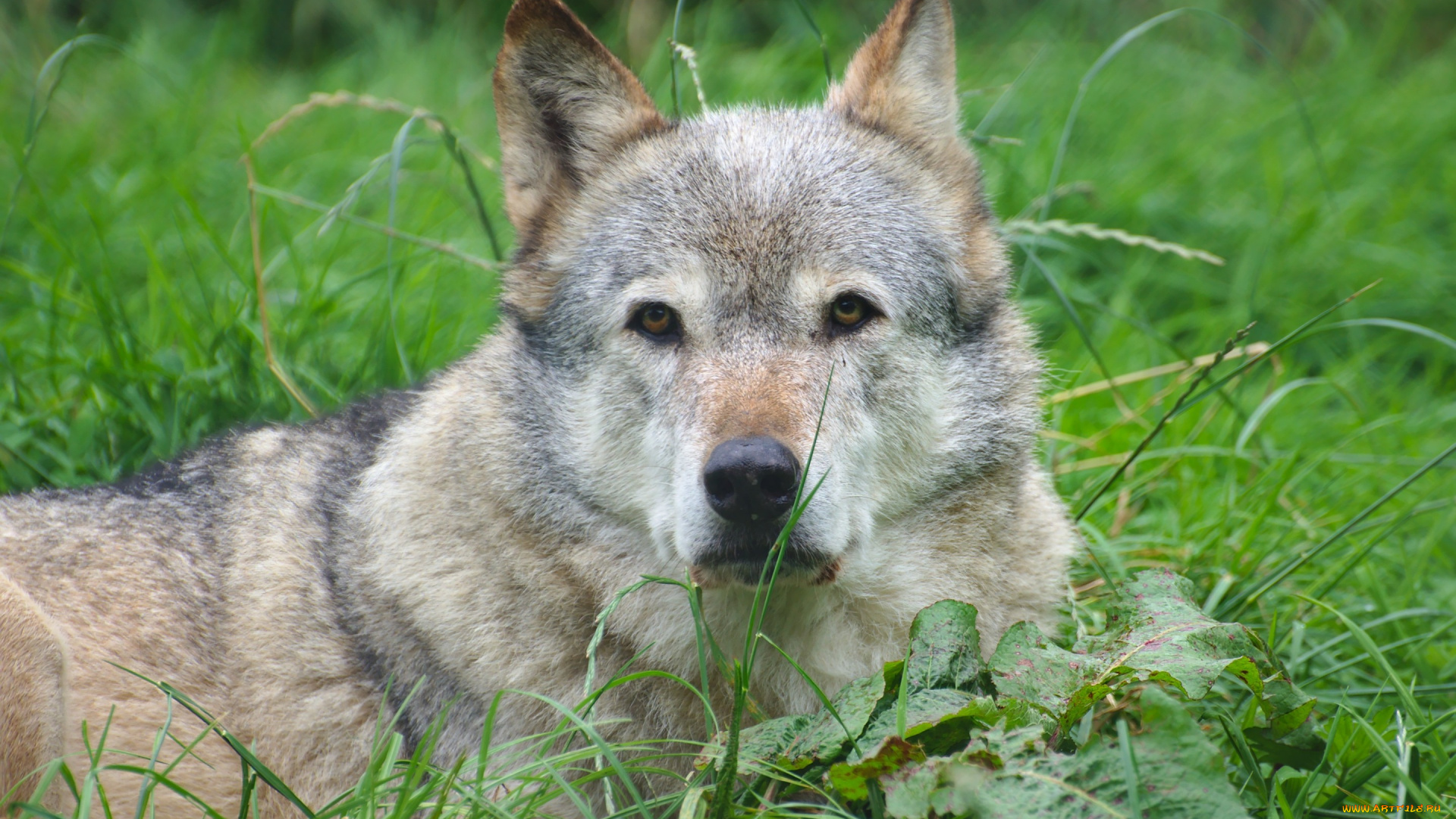 животные, волки, , койоты, , шакалы, волк, хищник, взгляд, фон