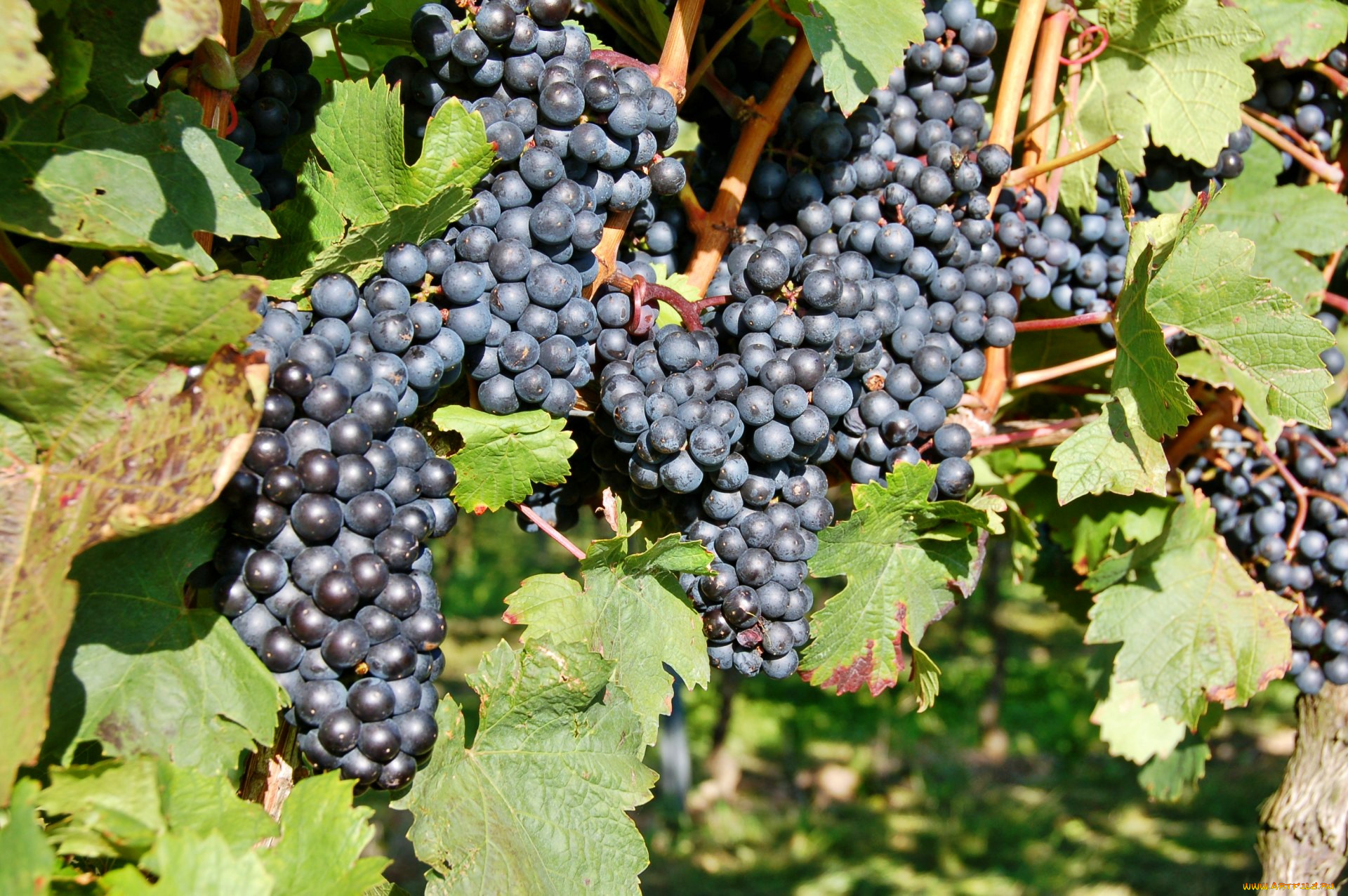 природа, Ягоды, , виноград, лоза