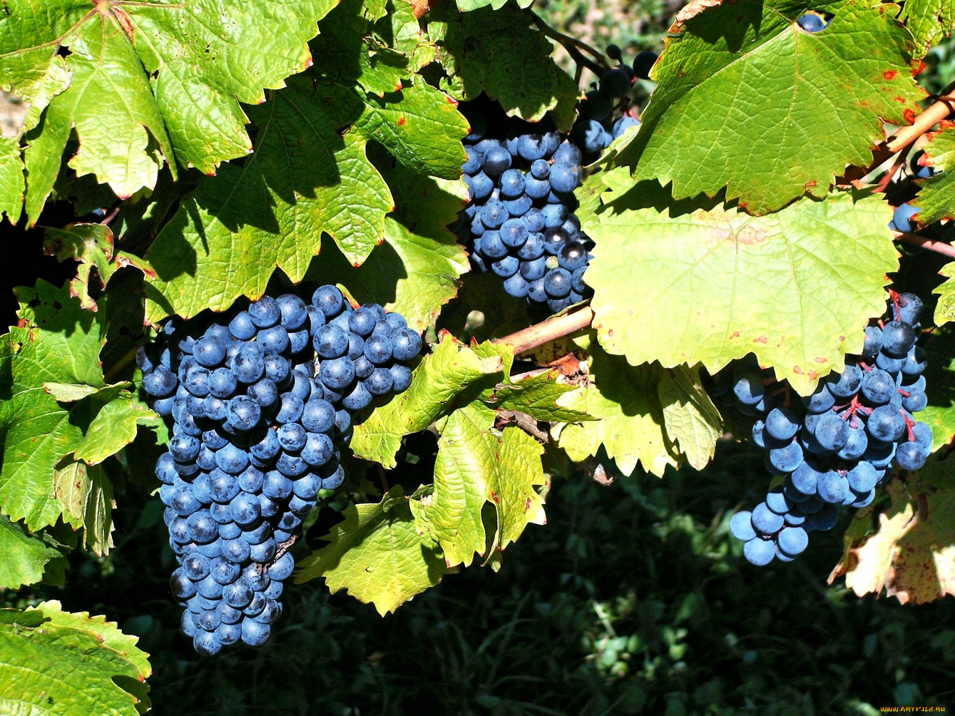 природа, Ягоды, , виноград, лоза