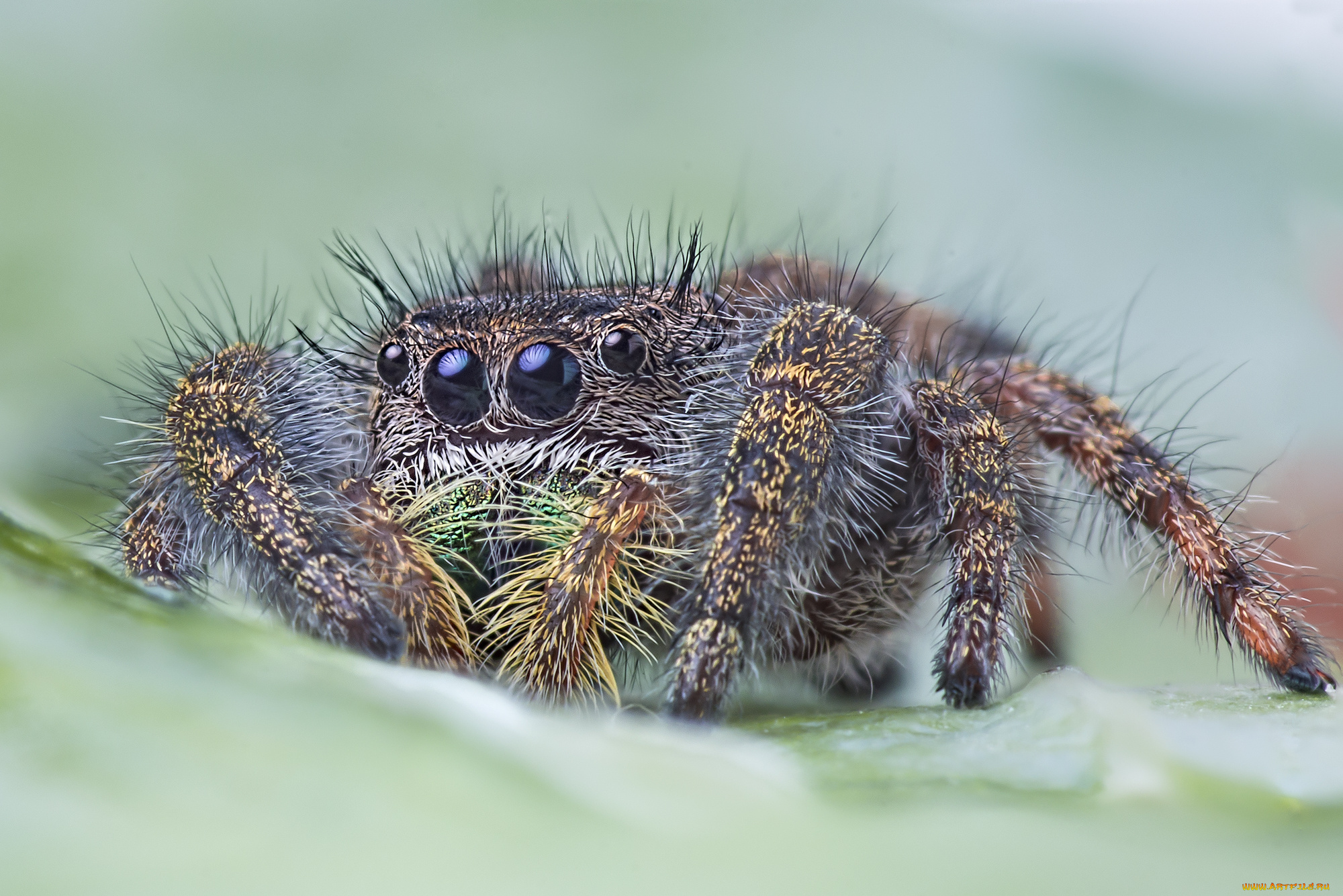 животные, пауки, паучок