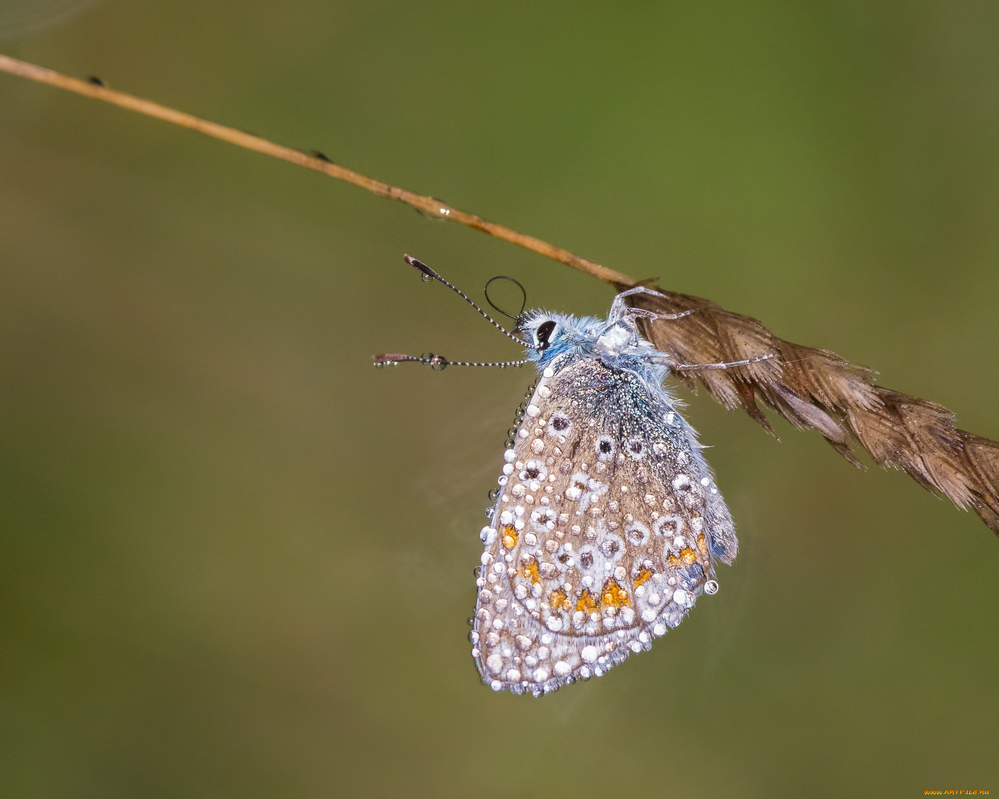 животные, бабочки, , мотыльки, , моли, насекомое, утро, зелёный, фон, макро, бабочка, травинка, капли, роса