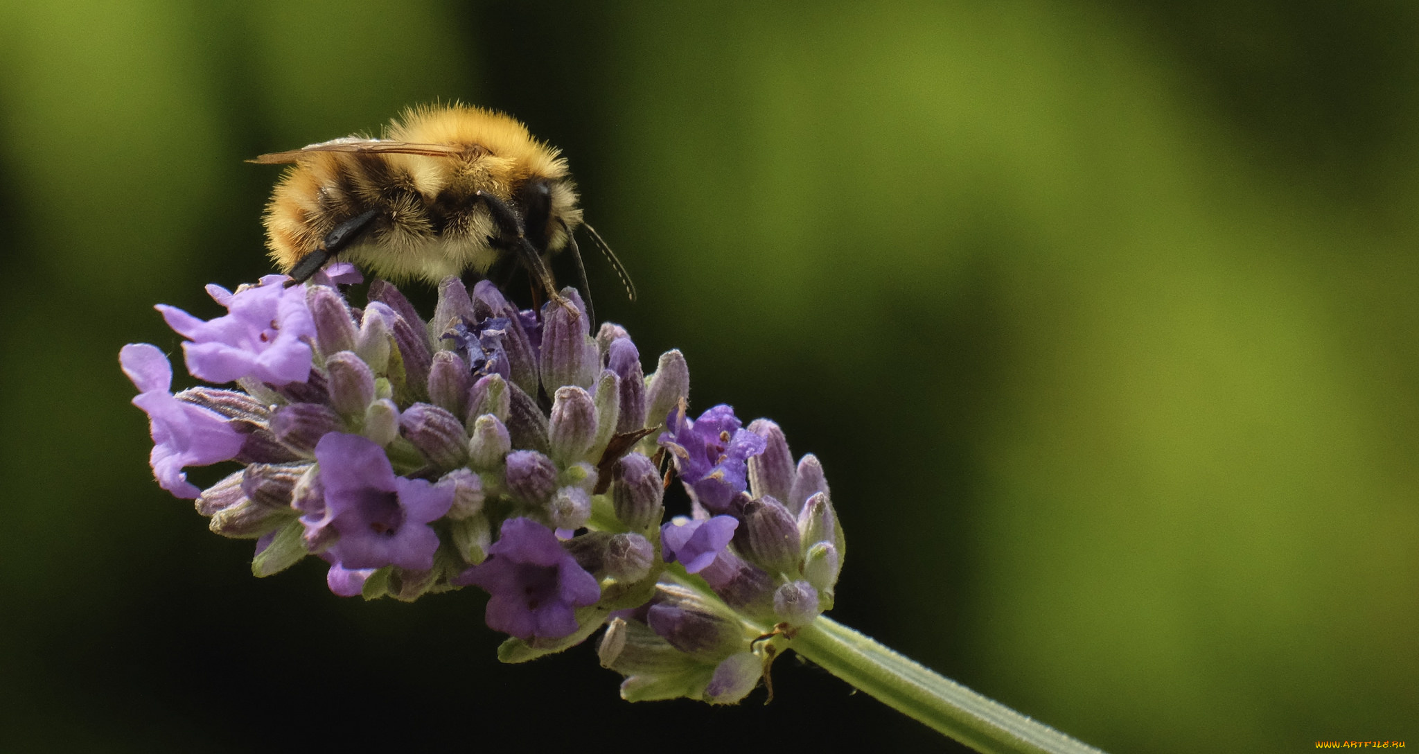 животные, пчелы, , осы, , шмели, шмель, цветы, насекомое, утро, фон, макро