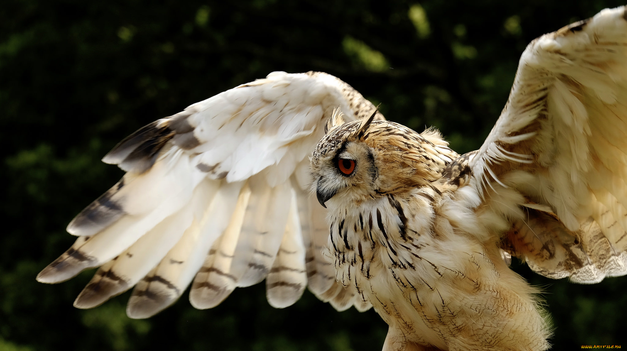 животные, совы, филин