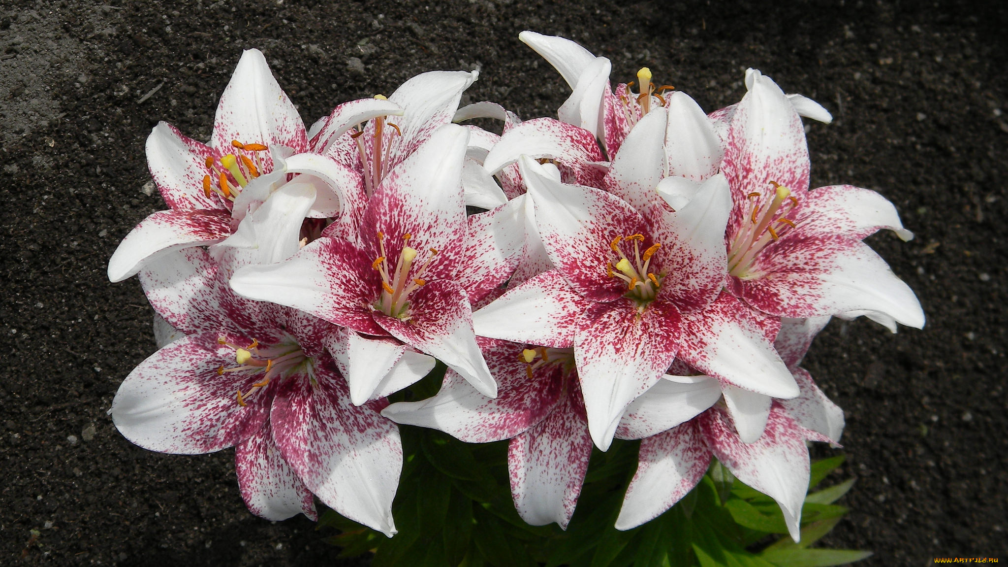 lilium, crossover, цветы, лилии, , лилейники